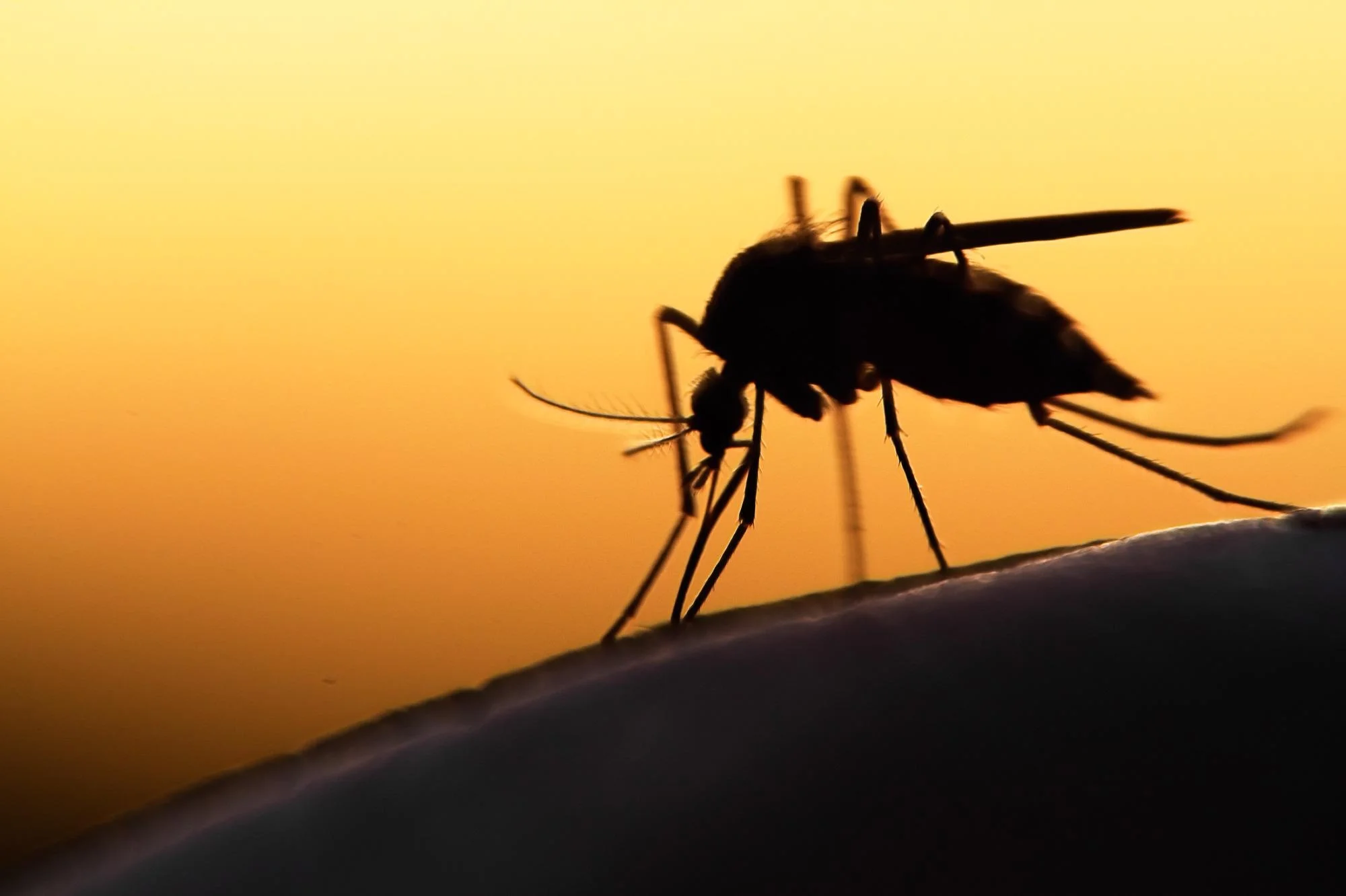 Read more about the article How to Prevent Mosquito-Borne Illnesses