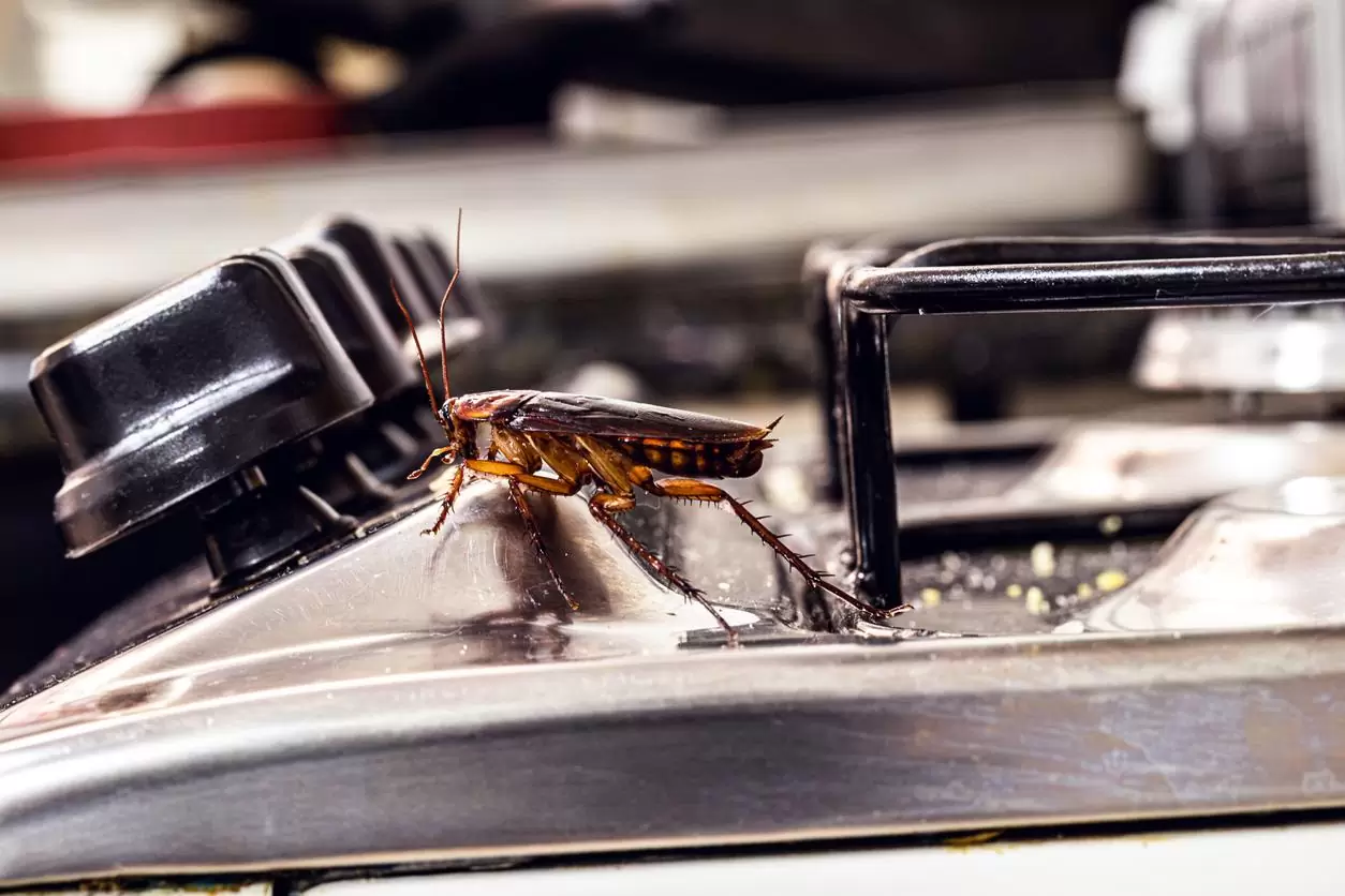 Read more about the article The Cockroach Conundrum: Tips for Eradicating Roaches