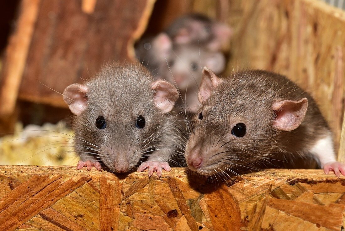 You are currently viewing Rat Infestation: Signs, Risks, and Solutions